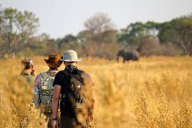 Even if you don't want a guide to go on safari some of the park fees just to enter a national park in africa are jaw dropping. How Much Does It Cost To Go On Safari In Africa Travel Costs