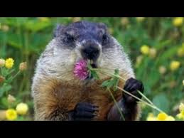 Oct 23, 2021 · 63 groundhog day trivia questions & answers : Groundhog Day 2020 Top Ten Z Live Stream Youtube