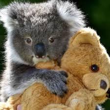 Rescuethekoalas On Instagram This Koala Loves His Teddy Bear Koala Necklace At 50 Link In Bio In 2020 Cute Baby Animals Animals Beautiful Happy Animals