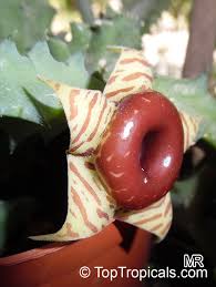 Image result for Huernia erectiloba