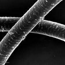 Curly black human hair wigs is the best hairstyle to try now! Scientific Image Sem Image Of Human Hair Nise Network