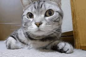 It is how they flag their territory, and why the cat scent exchange works so well in introducing a new cat to your home. 5 Steps To Introducing Your New Kitten To Your Resident Cat Litter Robot Blog
