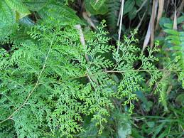 Image result for Odontosoria africana