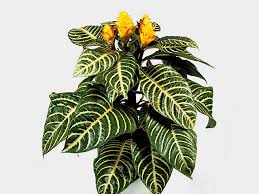 Image result for Xerophyta squarrosa