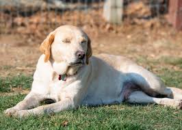 A labradoodle is a labrador/poodle cross. The Lab Lift Gardens For Goldens
