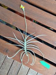 Here are some helpful navigation tips and features. Crocata Copper Penny Tillandsiaaffair