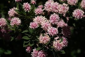 Image result for Dais cotinifolia