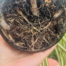 Image result for Chlorophytum africanum