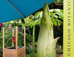 Corpse Flower Page 2 My Chicago Botanic Garden
