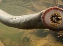 Types of Fish - Fish & Fishing (U.S. National Park Service)