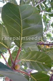 Image result for Ficus lutea