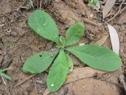 Image result for Blumea