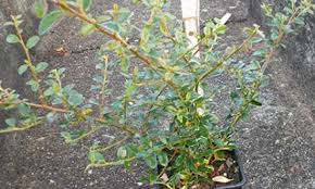 Media in category cotoneaster dammeri the following 63 files are in this category, out of 63 total. Teppich Zwergmispel Fragen Bilder Pflanz Und Pflegeanleitungen Rund Um Das Thema Gartenpflanzen
