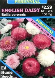 Image result for Bellis
