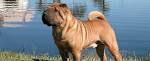 Shar Pei Dog Breed Guide - Checking Out Their Pros And Cons