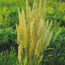 Image result for Mellera lobulata