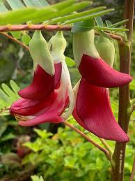 Image result for Sesbania macrantha