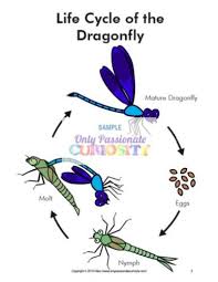 Butterfly life cycle colouring page. All About Dragonflies Life Cycle Unit Study Only Passionate Curiosity