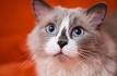 Docile Cat Breeds - MySmelly Animal Community