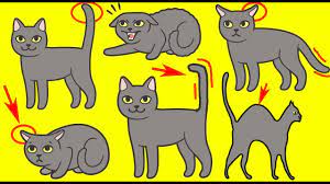 And cat love language is a little more different than you t. 12 Ways To Tell Your Cat You Love Them In A Language They Understand Youtube