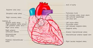 Check spelling or type a new query. References In Anatomy Of The Heart Surgery Oxford International Edition