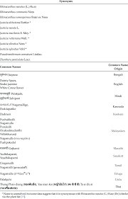 Image result for Rhinacanthus xerophilus