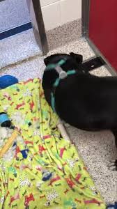You can find your new best friend at our shelter, 4000 n. Pima Animal Care Center Home Facebook