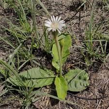 Image result for Gerbera piloselloides