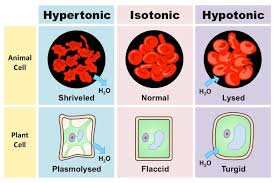 Osmotic Burst Of Blood Cells - Youtube