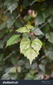 Image result for Cissus integrifolia