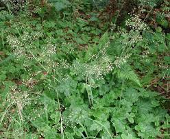 Heuchera Micrantha Alumroot Native Here Nursery It is quite distinctive in floral shape, and the elongate. heuchera micrantha alumroot native