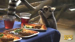 Check spelling or type a new query. A Lemur Thanksgiving At Brookfield Zoo Youtube