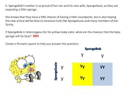 Spongebob squarepants recently met spongesusie roundpants at a dance. Spongebob Genetics 1 2 Ppt Created By Liz Ppt Download