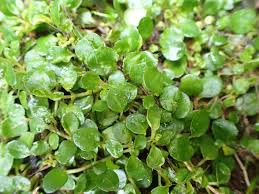 Image result for Callitriche