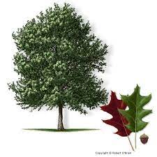 Cherrybark Oak Quercus Pagoda Sometimes Called Swamp Red Oak A Tall Straight Oak Growing On Moist Sites To 100 13 Best Shade Trees Shade Trees Texas Trees