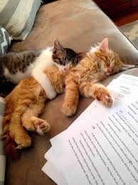 During Night Group Study Cute Cats Hq Pictures Of Cute Cats And Kittens Free Pictures Of Funny Cats And Photo Of Cute Kittens Cats Kittens Funny Cute Cats