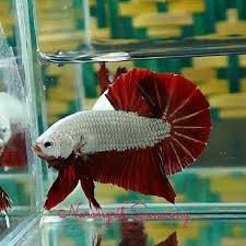 Asal kritikan cupang dragon menurut pichet (team peternak interfish — thailand), yang pertama dibuat dengan memakai plakat super merah (super red), plakat red cooper serta betta sp. Red Dragon Plakat Ikan Cupang Ikan Hiasan