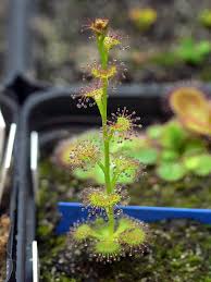 Carnivorous plants are plants that derive some or most of their nutrients from trapping and consuming animals or protozoans, typically insects and other arthropods. Drosera Sect Stolonifera Wikipedia