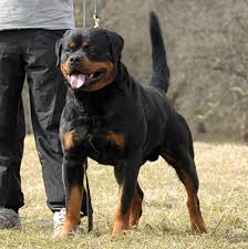 Find rottweiler puppies for sale and dogs for adoption. Giant Rottweiler Puppies For Sale Online Shopping