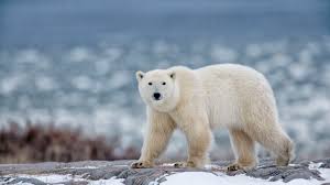 Once completed, she will hibernate in the den. Polar Bear Facts Behavior Diet Habitat And More