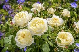 The following delivery options and charges are applicable to all products sold by david austin roses. 31 David Austin Roses That Are Most Resistant To Disease Gardening 101