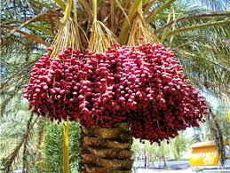 1.10 sketsa buah buahan (jeruk). Kesihatan Itu Nikmat Allah Khasiat Buah Tamar Kurma