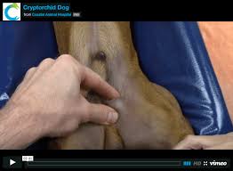 Call your doctor about testicular cancer if: What Is Cryptorchid Coastal Animal Hospital