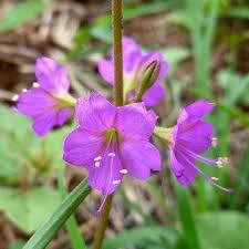 Image result for Commicarpus pentandrus