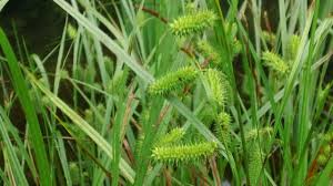 Image result for Carex brassii
