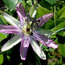 Image result for Passiflora morifolia