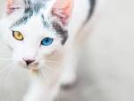 The Top 20 Mixed Cat Breeds in the World - Kittentoob