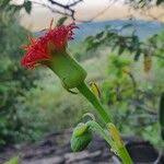Image result for Kleinia abyssinica