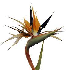 Bird Of Paradise Flower Png By Evelivesey Deviantart Com On Deviantart Birds Of Paradise Flower Birds Of Paradise Bird