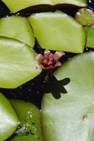 Image result for Brasenia